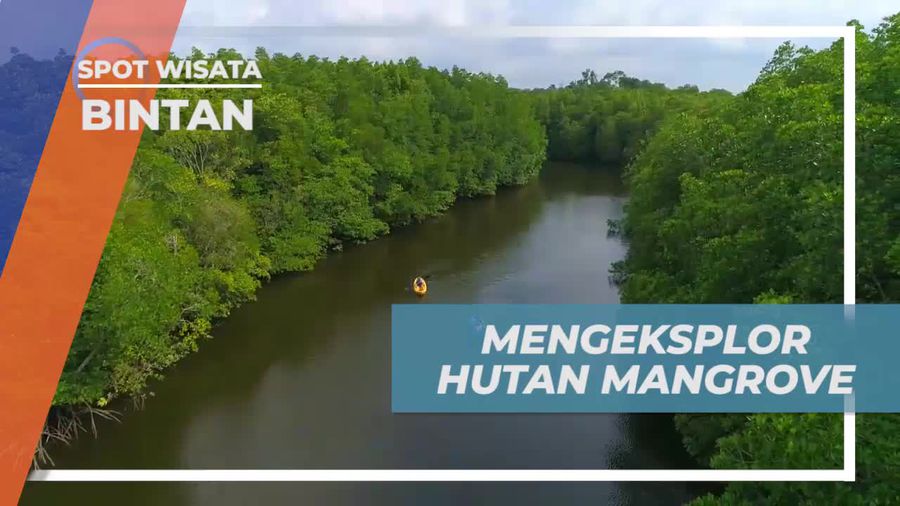 Eksplorasi Keindahan Hutan Mangrove di Pulau Bintan dengan Perahu Kayak
