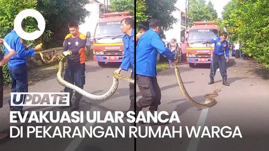 Video: Proses Petugas Damkar Evakuasi Ular Sanca 4 Meter di Yogyakarta