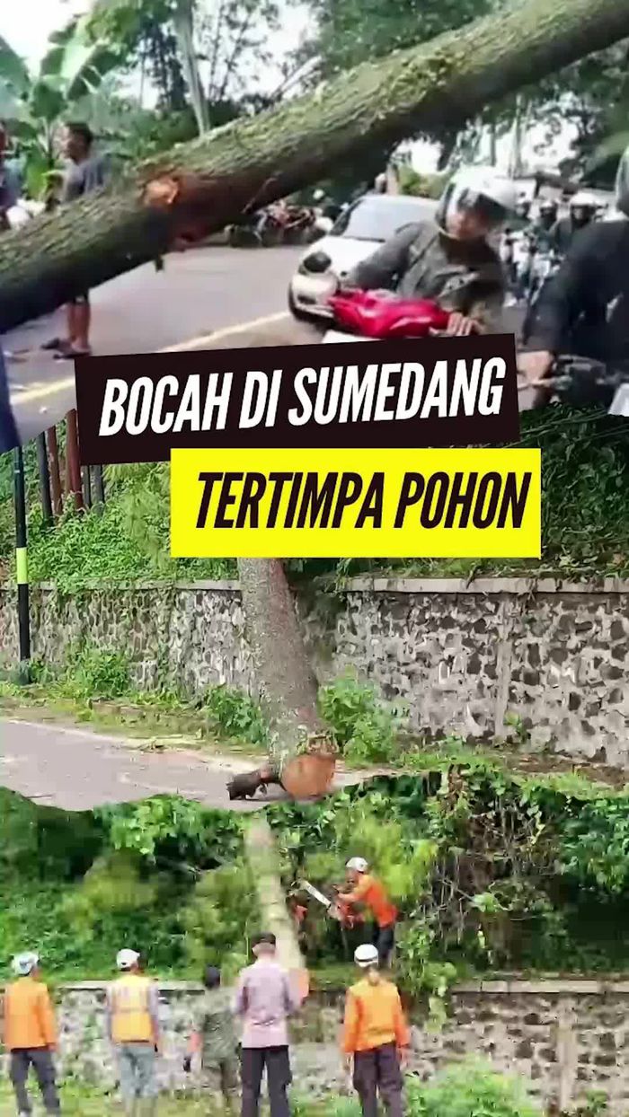 Video: Pilu! Bocah di Sumedang Tewas Tertimpa Pohon Tumbang