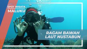 Mengungkap Ragam Kehidupan Laut yang Memesona di Pulau Nustabun, Maluku