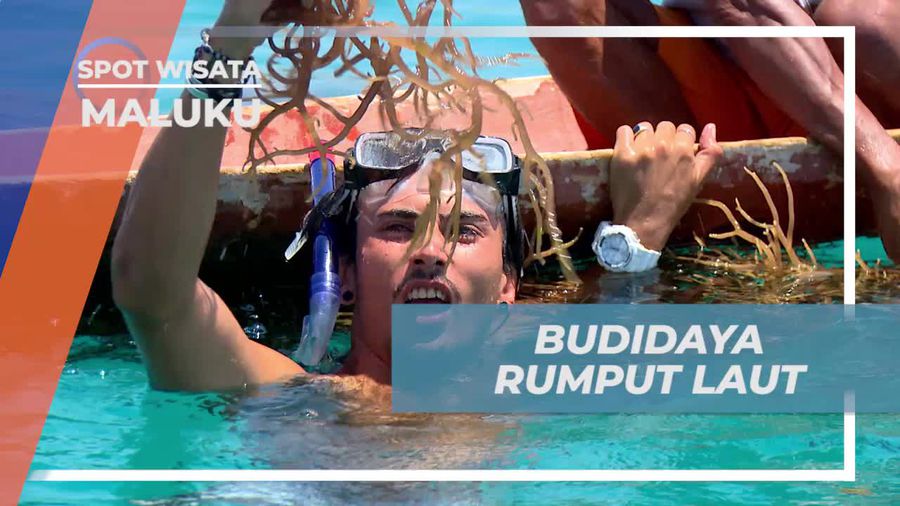 Mengunjungi Budidaya Rumput Laut yang Unik di Pulau Matakus, Maluku