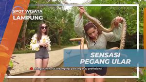 Merasakan Adrenalin Saat Takut Memegang Ular di Lampung