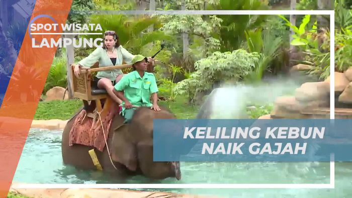 Mengelilingi Kebun Naik Gajah di Lampung