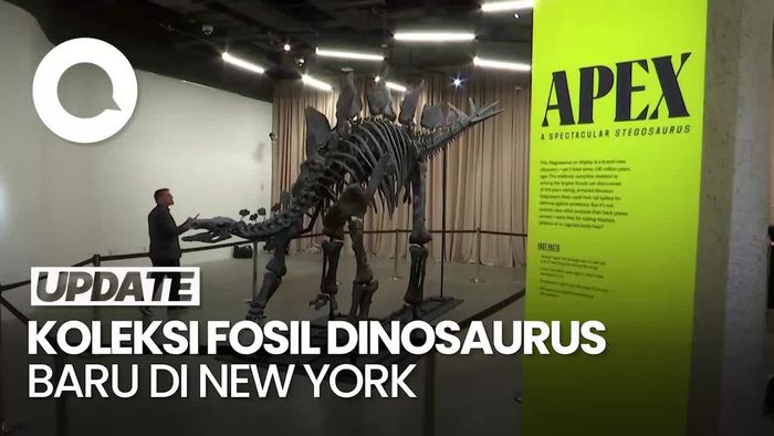 Video: Melihat Fosil Stegosaurus Apex di New York