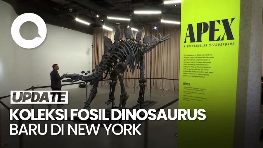 Video: Melihat Fosil Stegosaurus Apex di New York