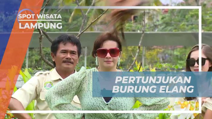 Menyaksikan Pertunjukan Burung Elang yang Menakjubkan di Lampung