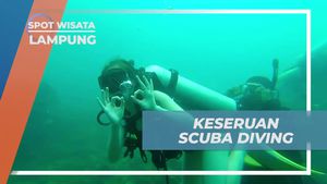 Menyelam dan Menikmati Keindahan Bawah Laut di Lampung