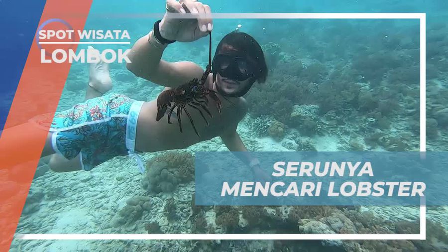 Serunya Mencari Lobster di Gili Petulu, Lombok