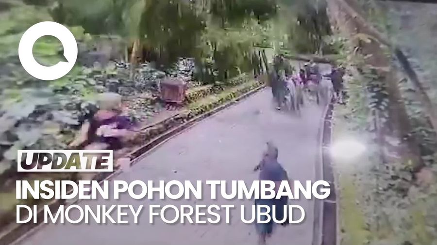 Video: Detik-detik Pohon Tumbang di Monkey Forest Ubud, 2 Turis Asing Tewas Tertimpa