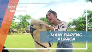 Bermain dan Berfoto dengan Alpaca di Tangerang