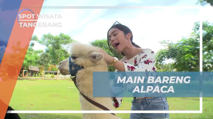 Bermain dan Berfoto dengan Alpaca di Tangerang