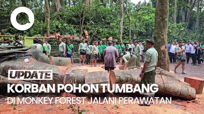Video: 3 Korban Luka Akibat Pohon Tumbang di Monkey Forest Dirawat Intensif