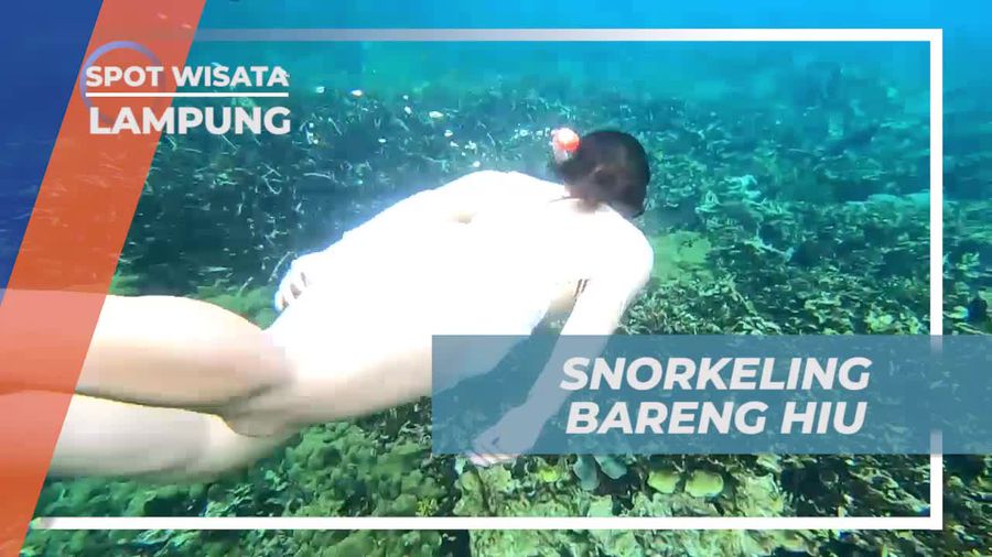 Memacu Adrenalin Snorkeling Bareng Hiu di Lampung