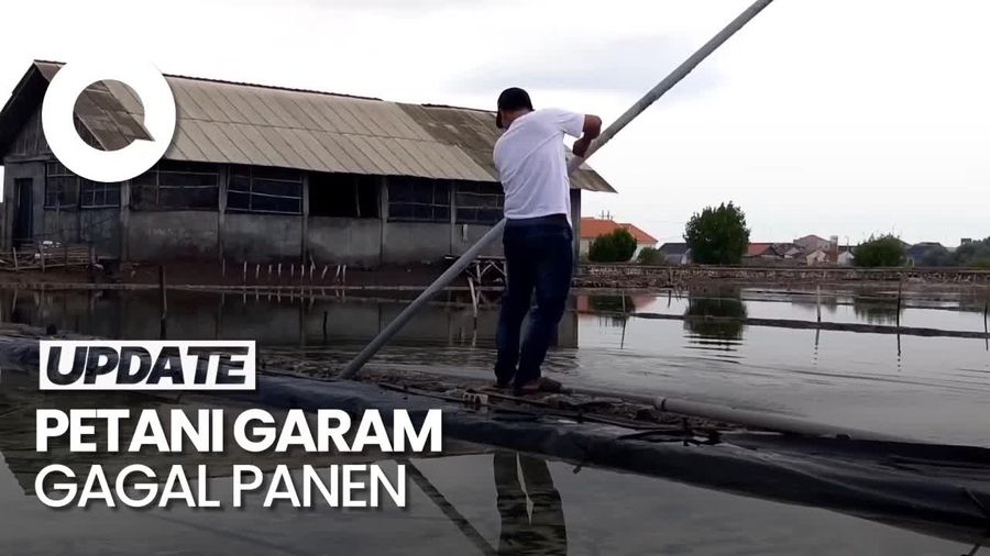 Video: Petani Garam di Probolinggo Gagal Panen Akibat Cuaca Ekstrem