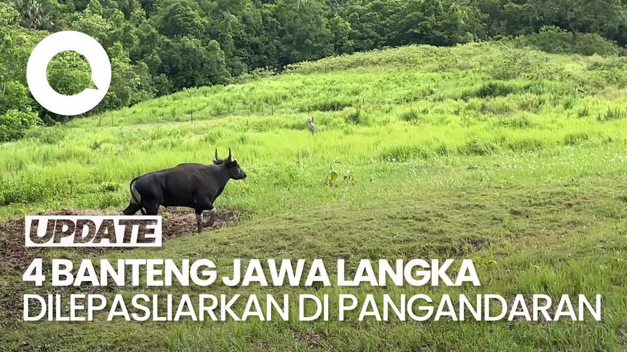 Video: Melihat Pelepasliaran 4 Banteng Jawa Langka di Pangandaran
