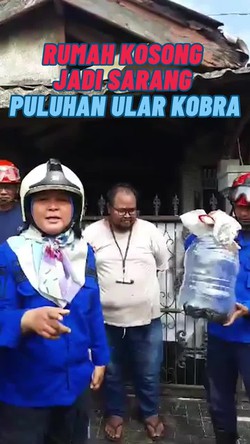 Video: Ngeri! 35 Anak Kobra Bersarang di Rumah Kosong di Depok