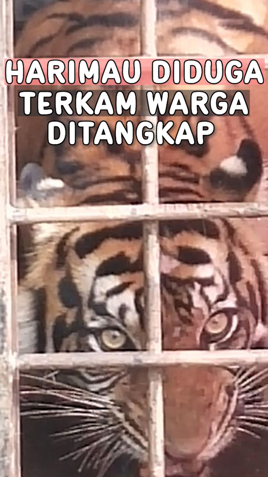 Video Penampakan Harimau yang Diduga Tewaskan Warga di Lampung Barat