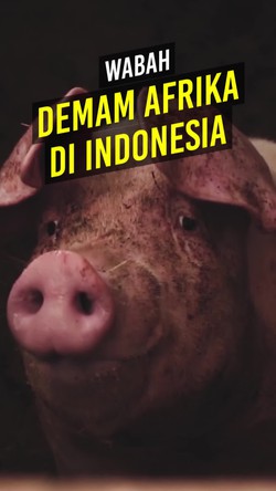 Video: Demam Babi Afrika Muncul di Indonesia, Bisa Menular ke Manusia?