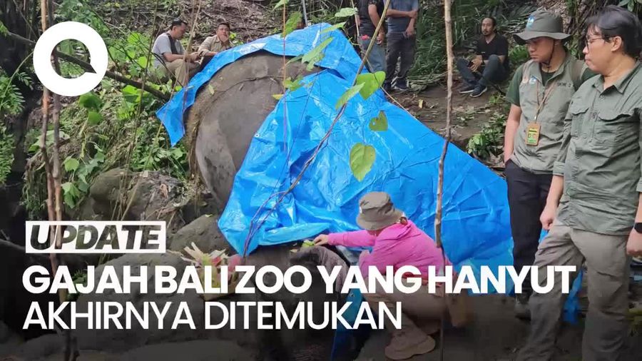 Video: Moly Gajah Bali Zoo yang Hanyut Ditemukan Dalam Keadaan Mati