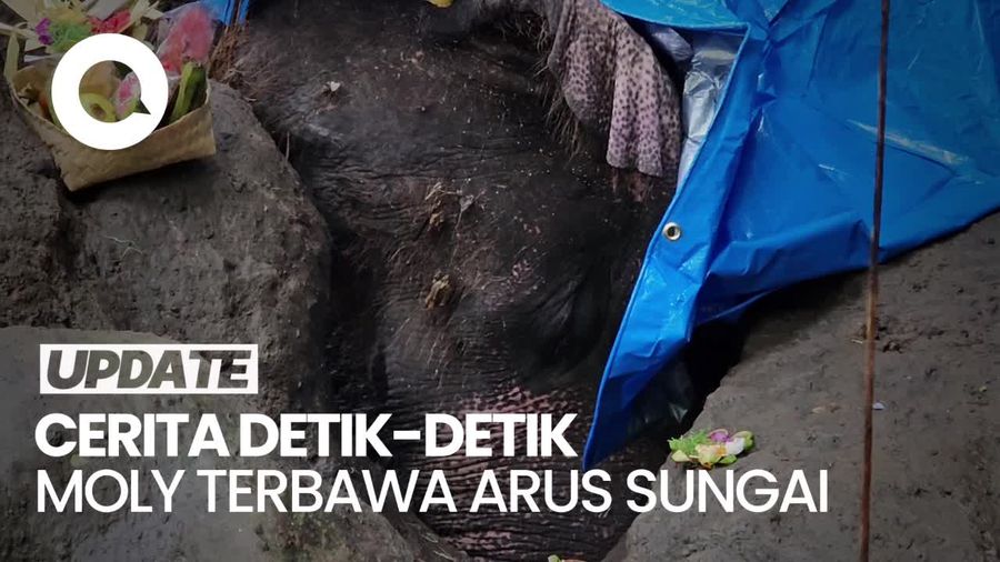 Video: Bali Zoo Ungkap Kronologi Gajah Moly Hanyut Hingga Ditemukan Mati