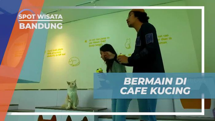 Menikmati Es Krim dan Bermain dengan Kucing di Bandung
