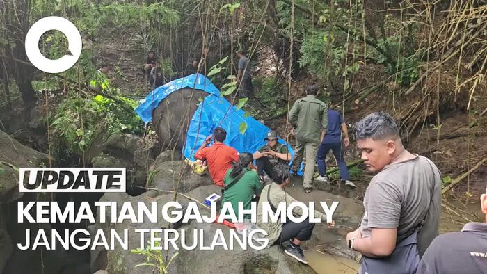 Video BKSDA Evaluasi Bali Zoo Seusai Gajah Moly Hanyut di Sungai