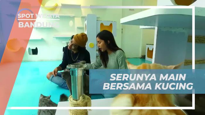 Serunya Bermain dengan Kucing di Cafe Bandung