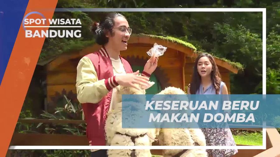 Serunya Memberi Makan Domba di Mini Zoo Maribaya, Bandung