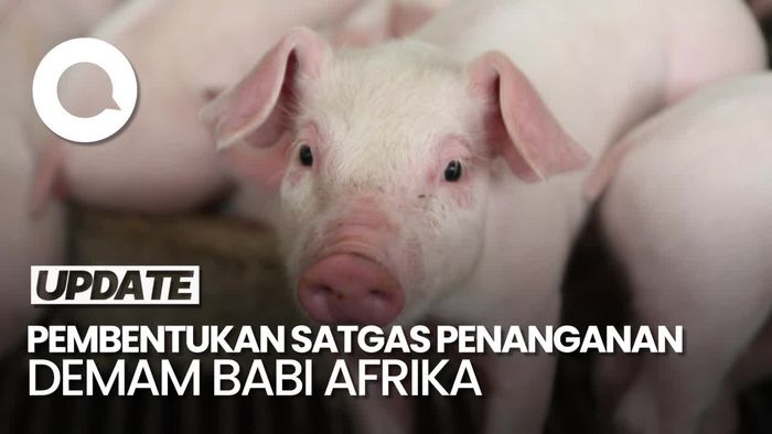 Video: Pemerintah Akan Bikin Satgas Penanganan Demam Babi Afrika
