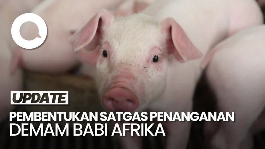 Video: Pemerintah Akan Bikin Satgas Penanganan Demam Babi Afrika