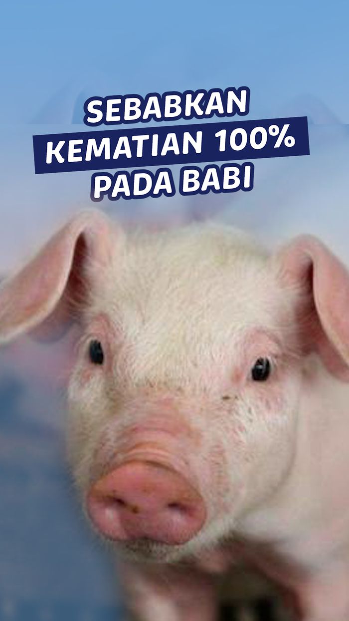 Video: Kemenkes Ungkap Cara Penularan Demam Babi Afrika