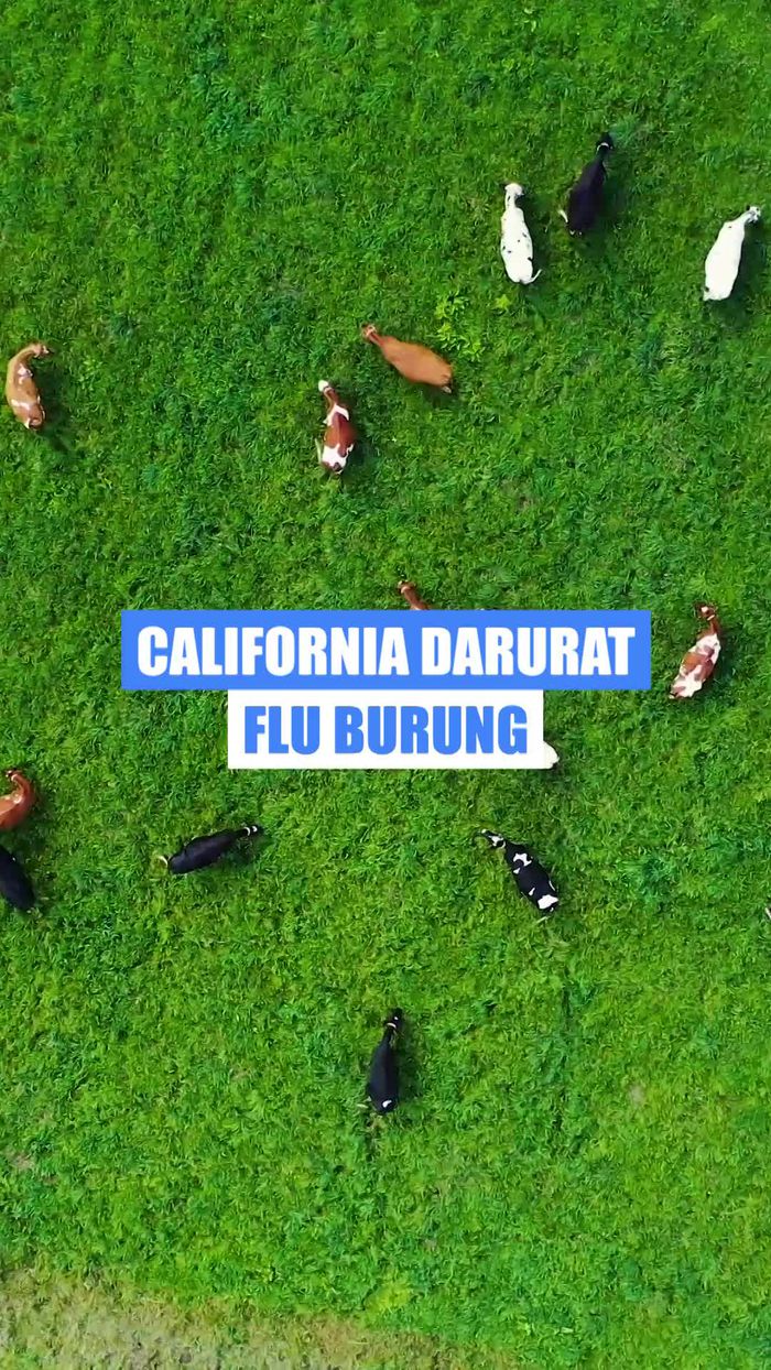 Video: California Darurat Flu Burung, 61 Kasus Menginfeksi Manusia