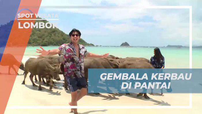 Menggembala Kerbau di Pantai Selong Belanak, Lombok
