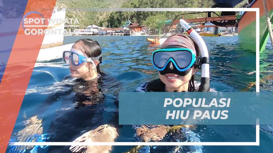 Melihat Populasi Hiu Paus yang Dilindungi di Pantai Botubrani, Gorontalo