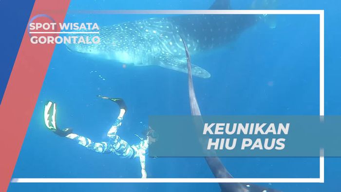 Mengenal Keunikan Hiu Paus di Pantai Botubrani, Gorontalo