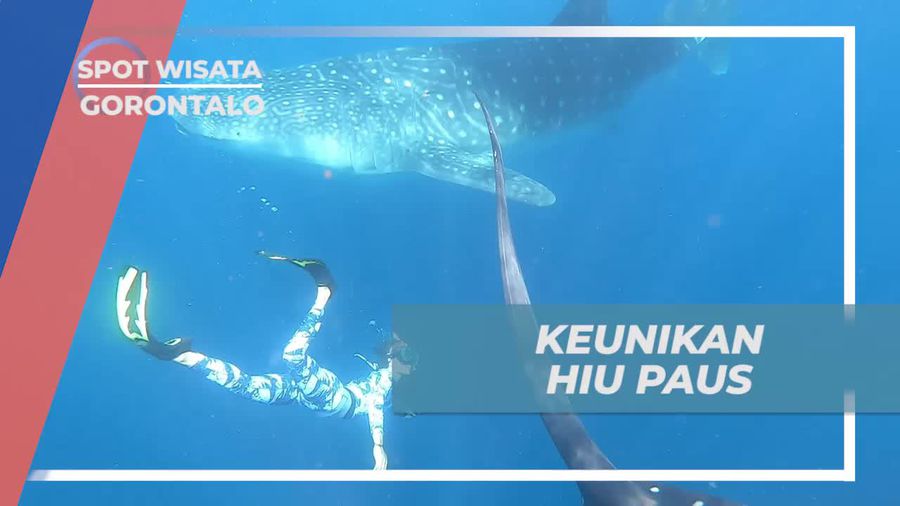 Mengenal Keunikan Hiu Paus di Pantai Botubrani, Gorontalo