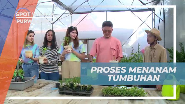 Belajar Bercocok Tanam di Urban Farming, Purwakarta