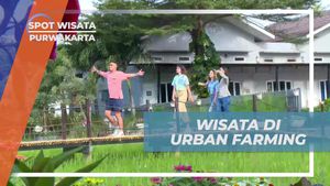 Eksplorasi Seru di Urban Farming, Purwakarta