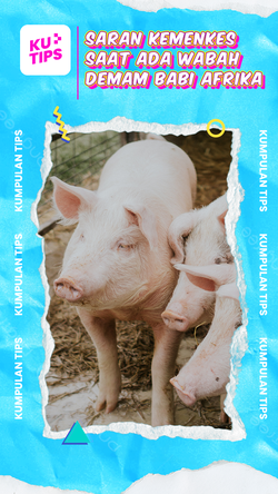 Video KuTips: Imbauan Kemenkes di Tengah Wabah Demam Babi Afrika
