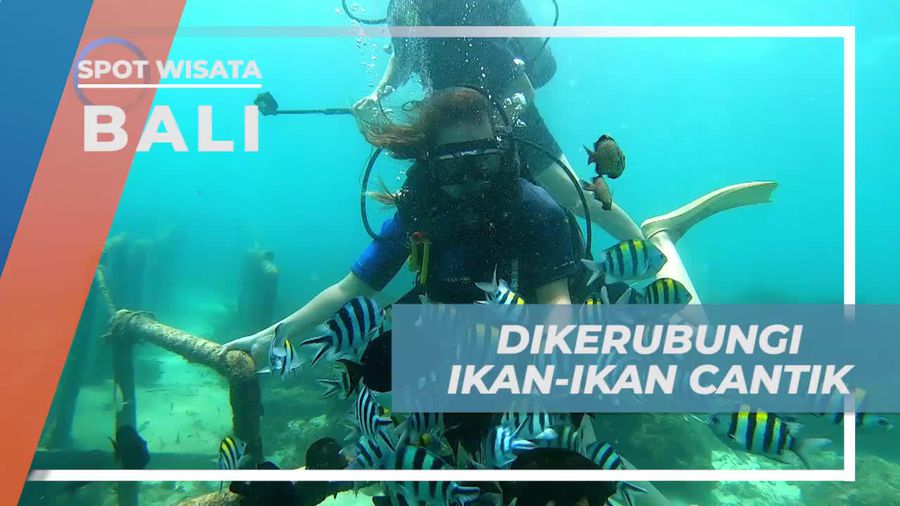Dikerumuni Ikan Cantik di Scuba Diving Tanjung Benoa, Bali