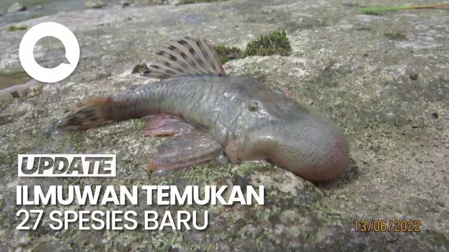 Video: 27 Spesies Baru Ditemukan, Ada Ikan Lele Berlapis Baja