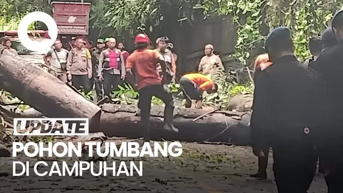 Video: Pohon Tumbang di Campuhan Ubud, Akses Jalan Tertutup