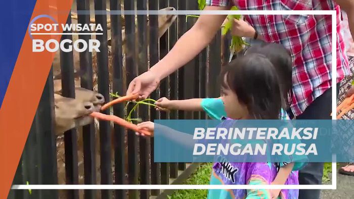 Berinteraksi Seru dengan Rusa di Hotel, Bogor