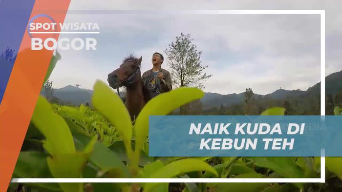 Berkuda Menyusuri Kebun Teh di Gunung Mas, Bogor