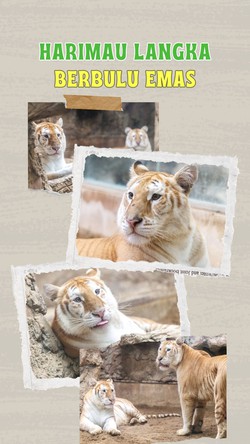 Video: Harimau Emas Curi Perhatian Pengunjung di Thailand