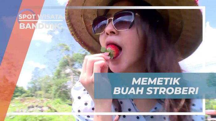 Pengalaman Menyenangkan Memetik Strawberry Segar di Bandung