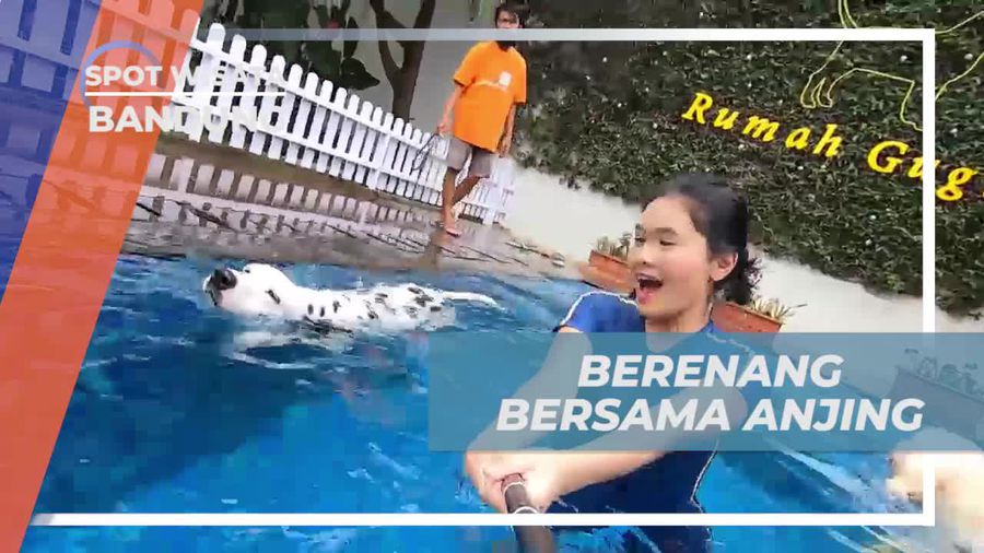 Pengalaman Unik Berenang Bersama Anjing di Bandung