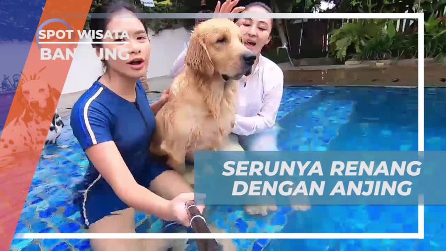 Aktivitas Seru Renang Interaktif dengan Anjing di Bandung
