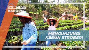 Serunya Petik Buah Langsung di Kebun Strawberry Bandung