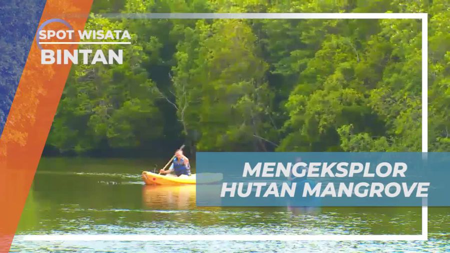 Eksplorasi Keindahan Hutan Mangrove di Bintan